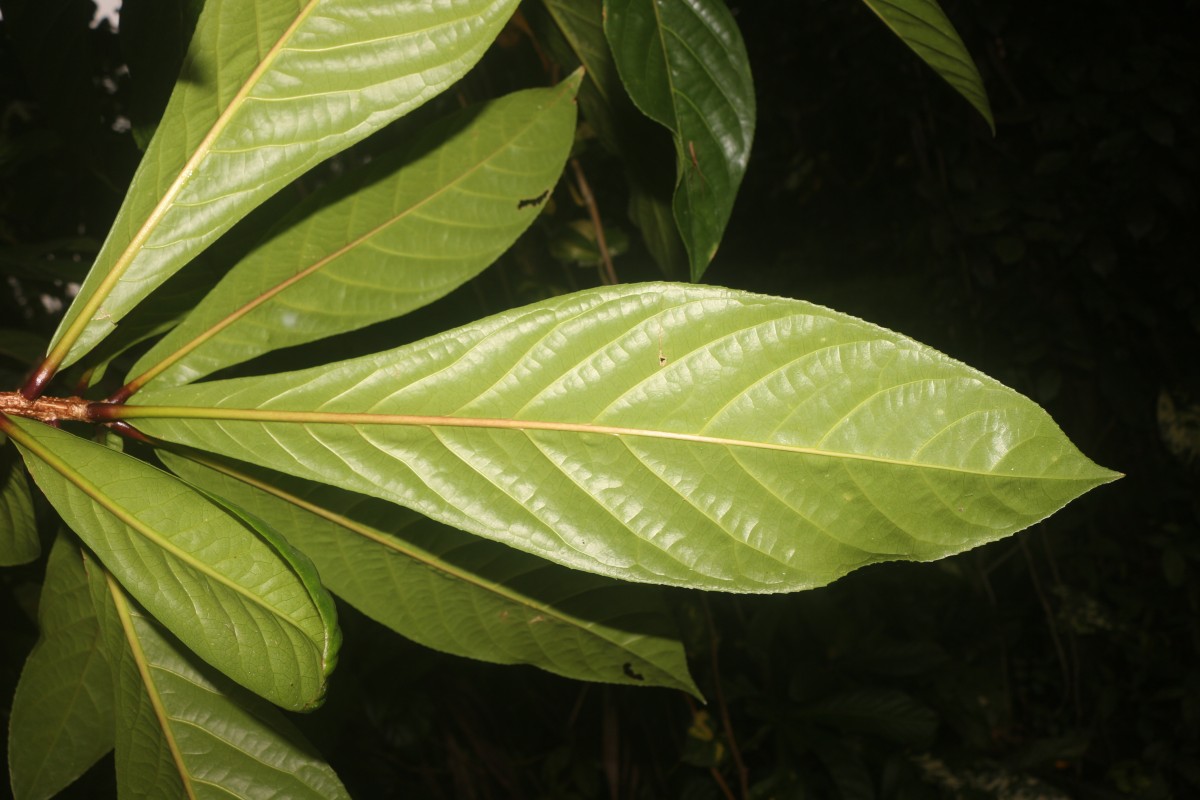 Barringtonia racemosa (L.) Spreng.